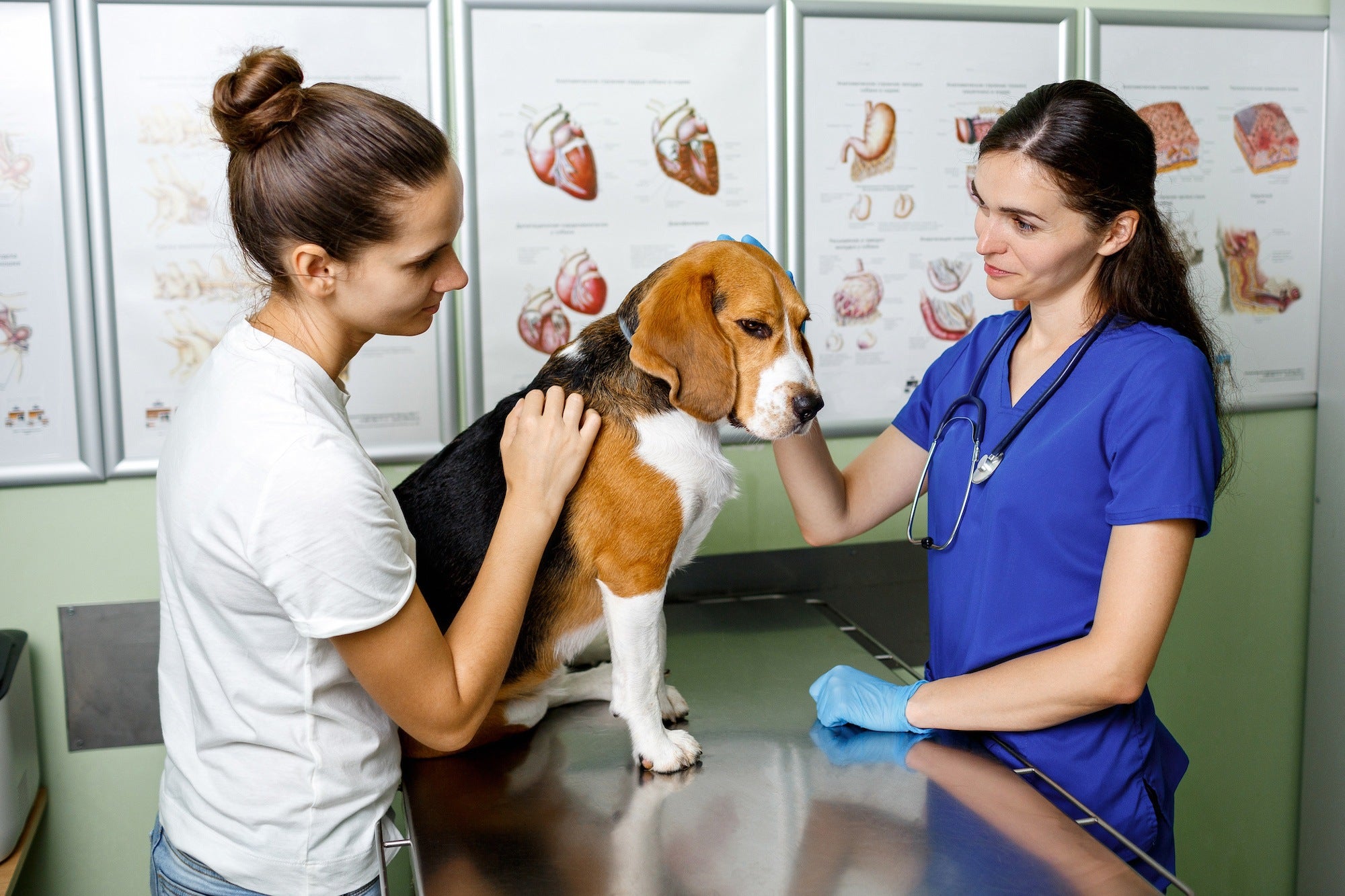 5 Truths About A Career In Veterinary Nursing TAFE Courses Australia