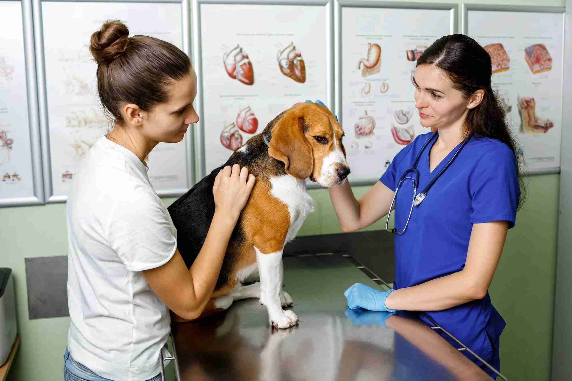 Veterinary nursing careers